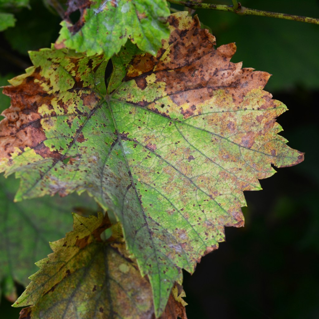 A leaf infected with anthracnose