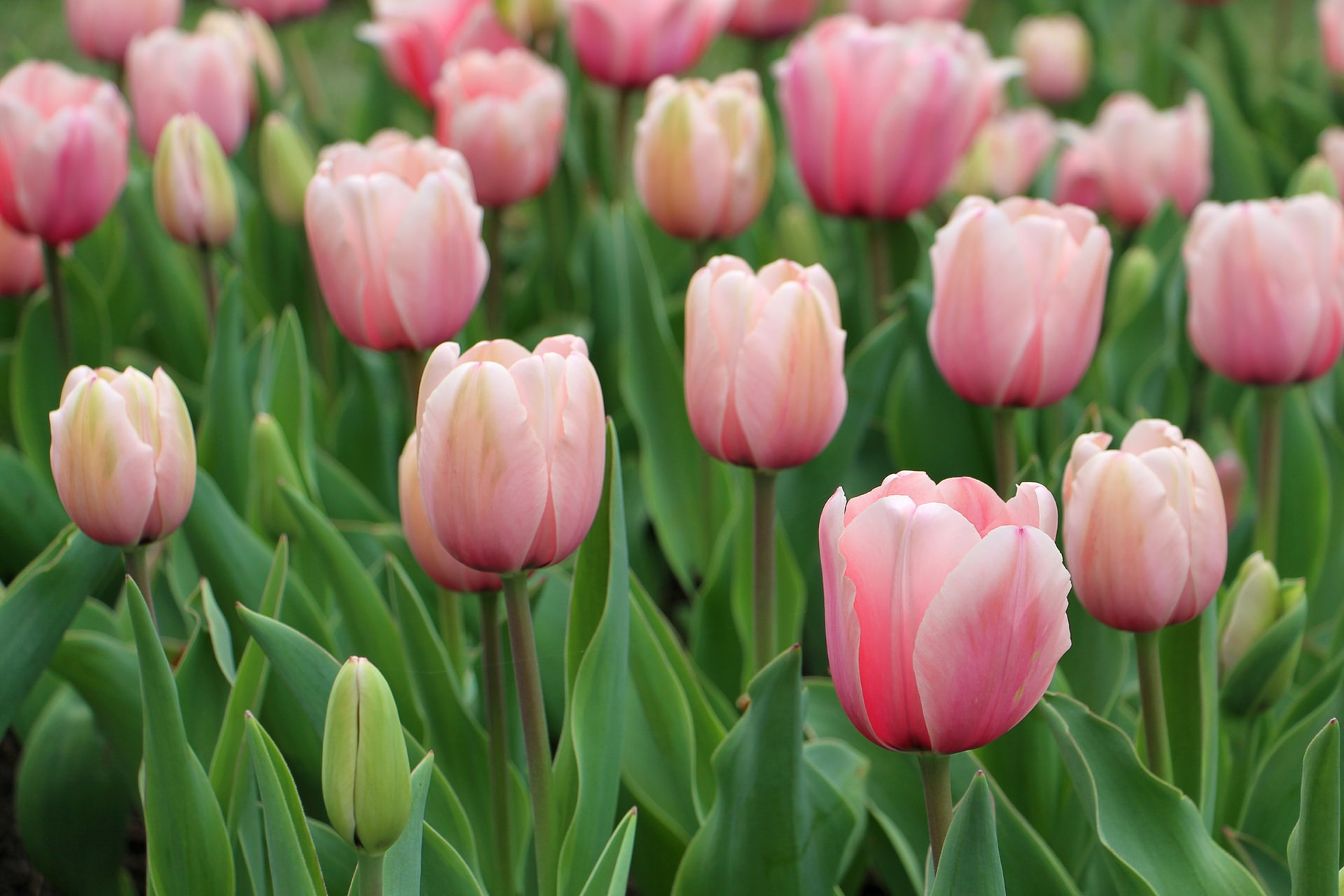 Pink tulips