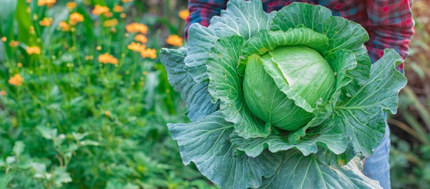 Person holding cabbage in garden