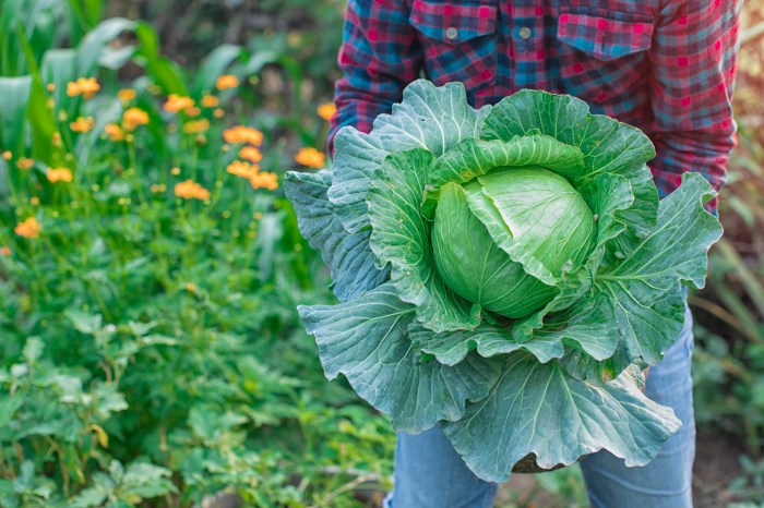 Person holding cabbage in garden