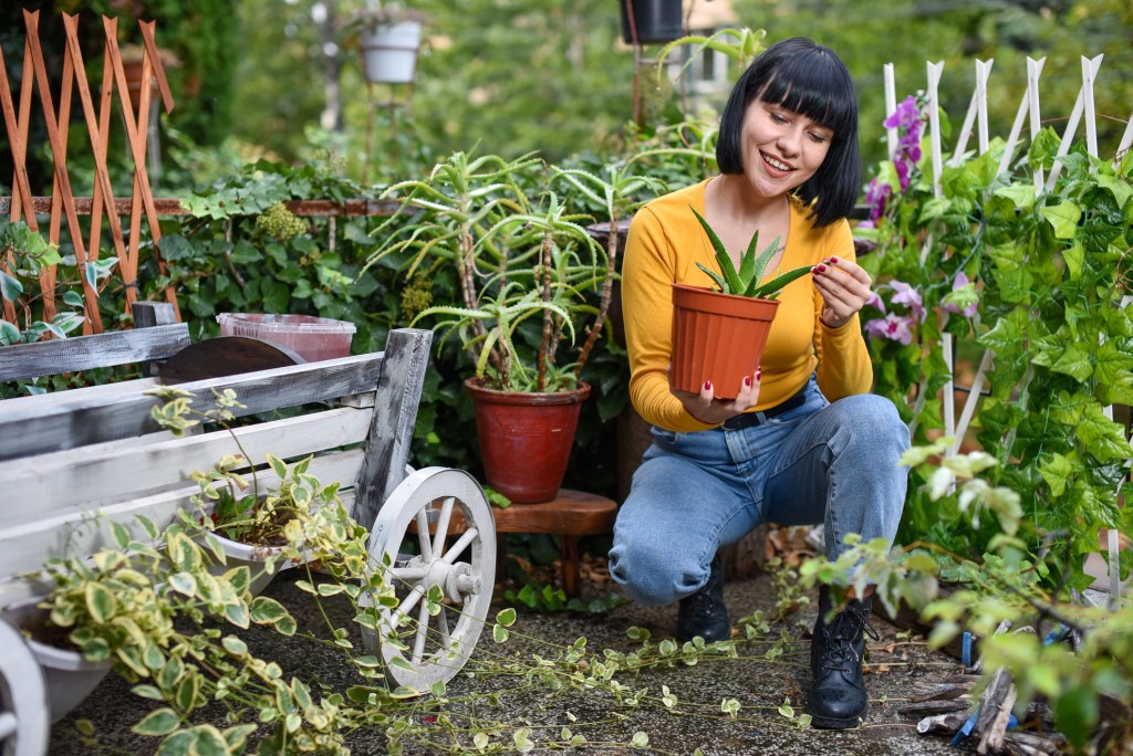 Person holding aloe vera in garden