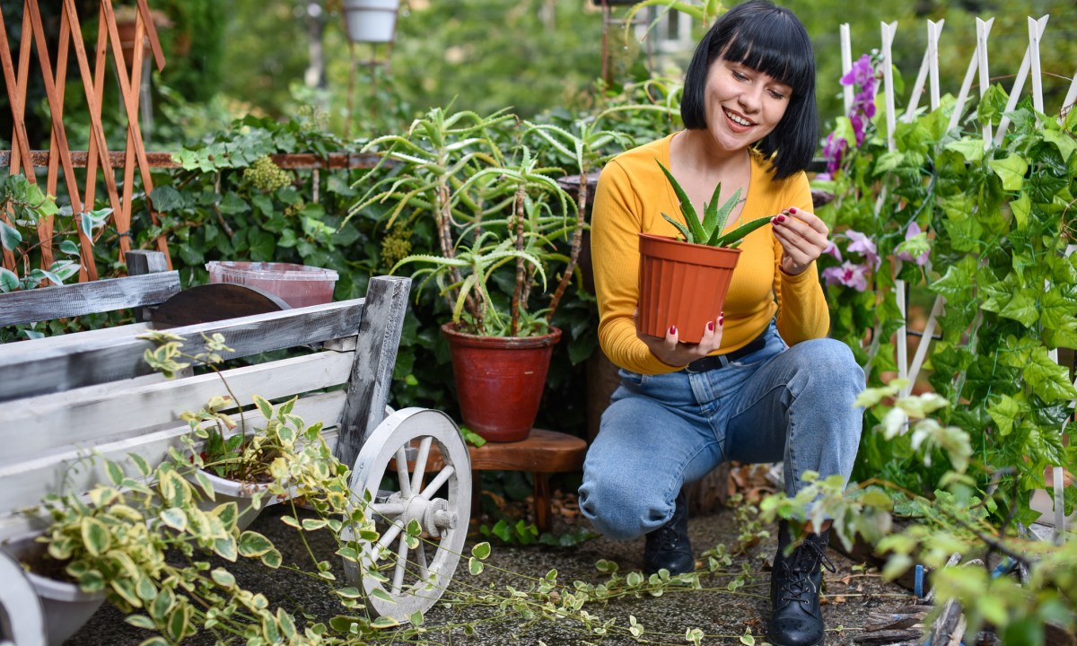 Person holding aloe vera in garden