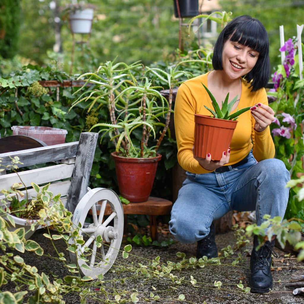 Person holding aloe vera in garden
