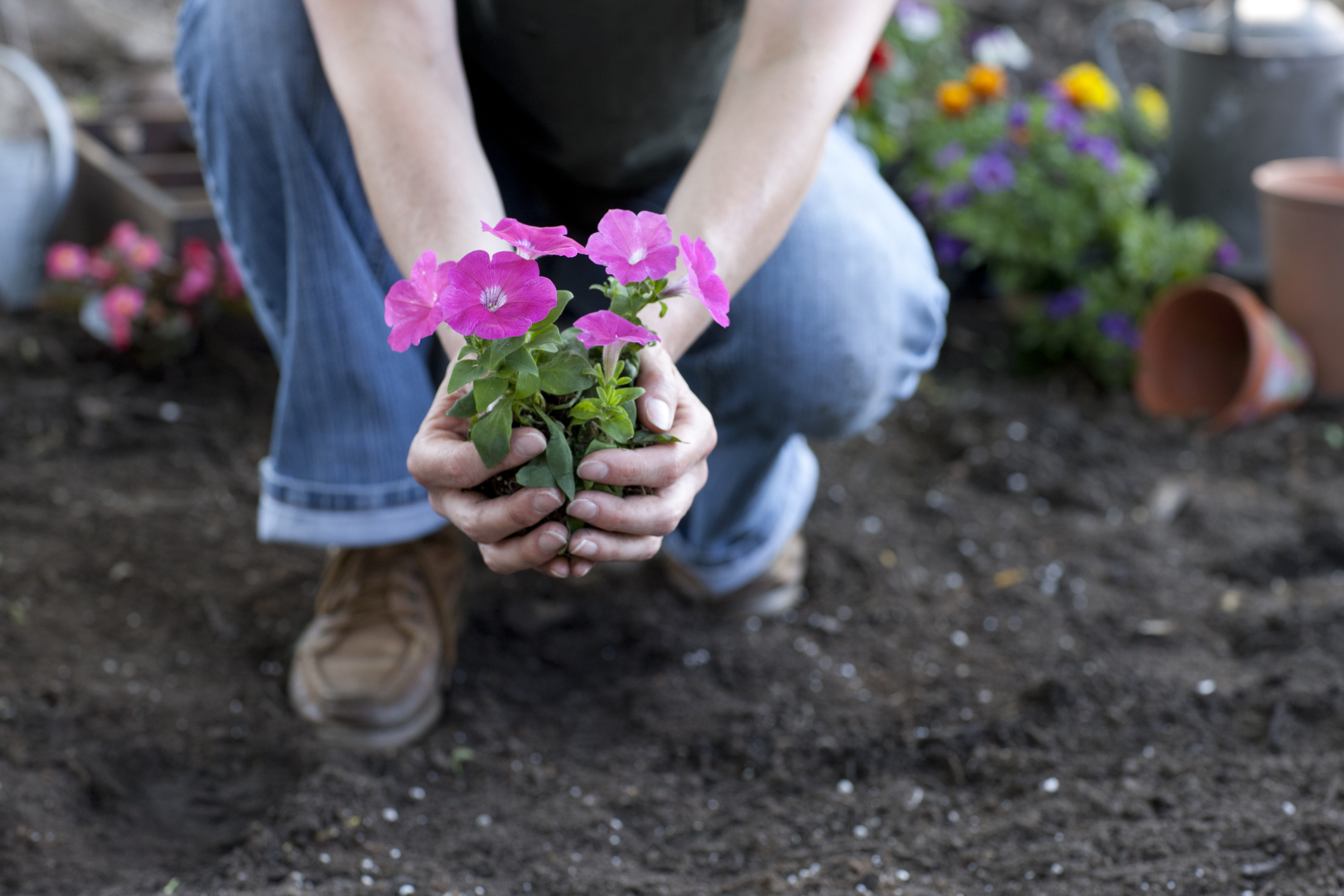 Person planting petunias