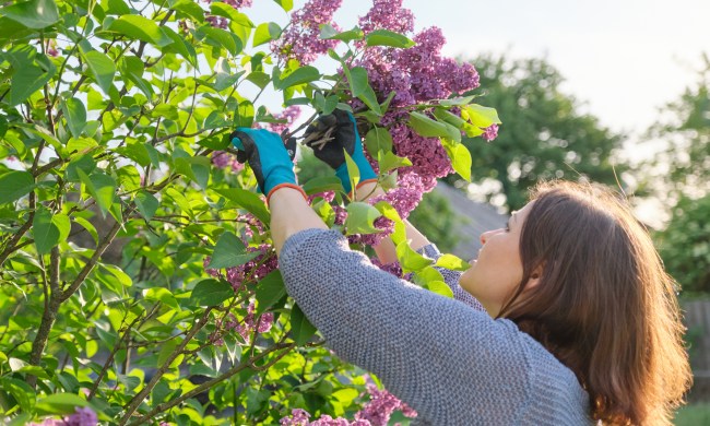 Person pruning lilacs