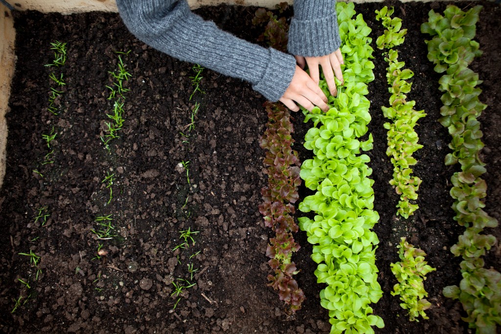 Person tending seedlings in soil
