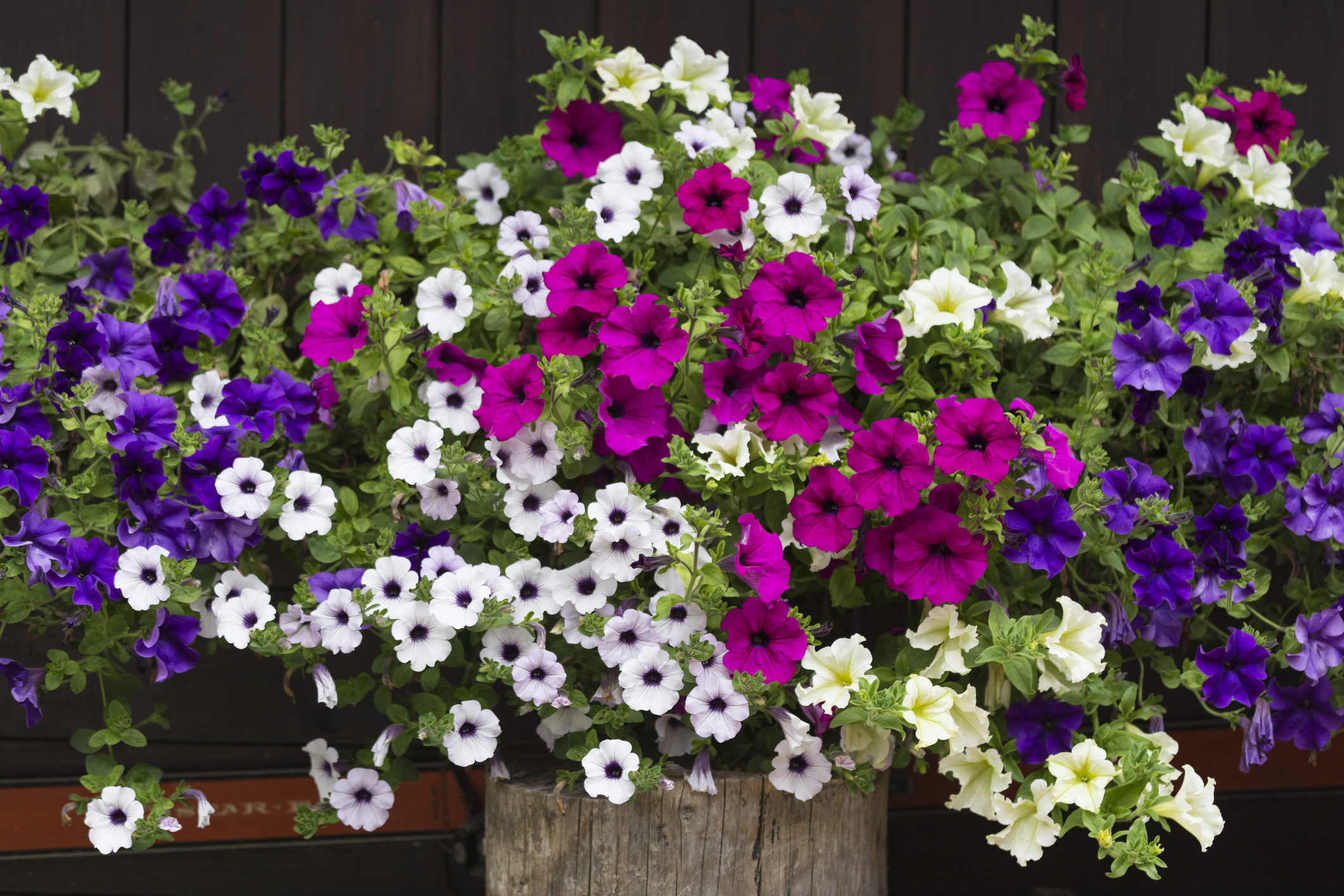 Petunia flowera