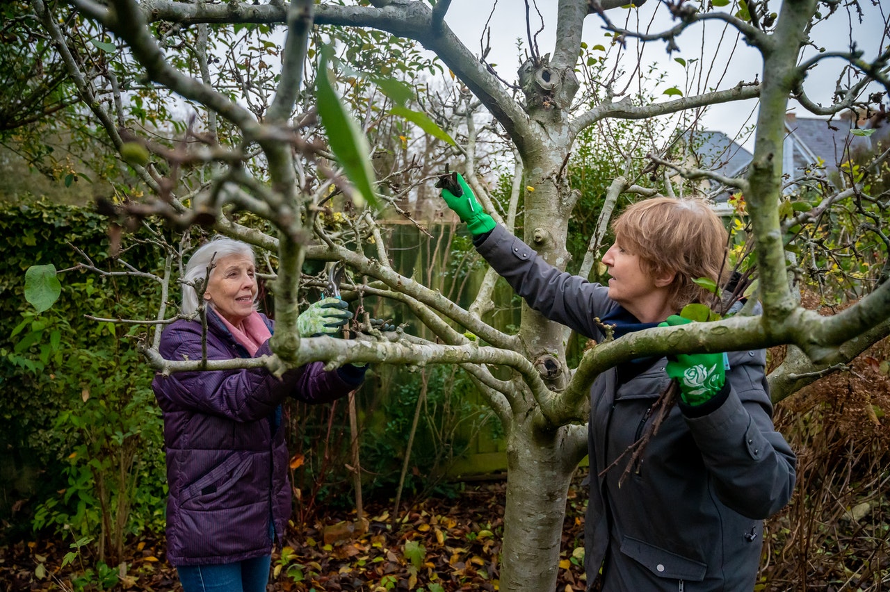 Two people pruning a tree