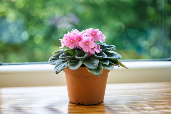 A pink African violet in a brown pot on a windowsill
