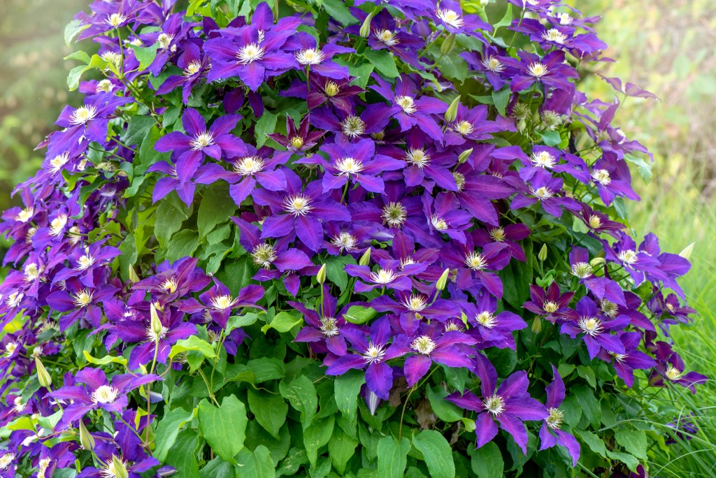 Purple clematis