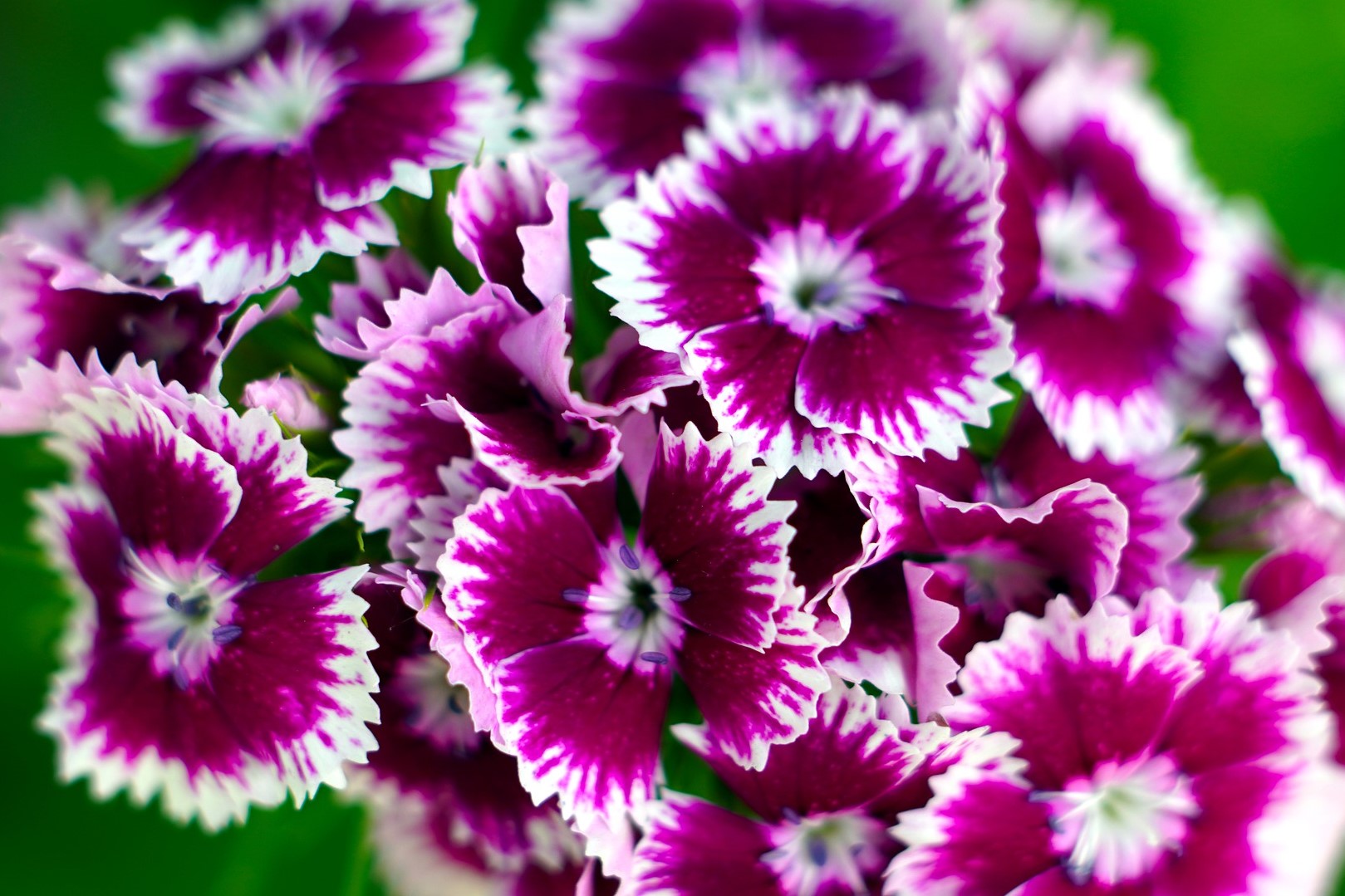Dark purple and white dianthus flowers