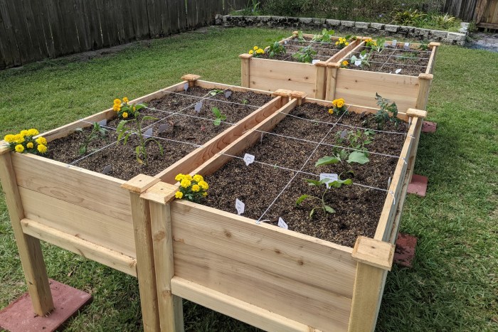 Several raised garden beds with legs, full of soil and small plants