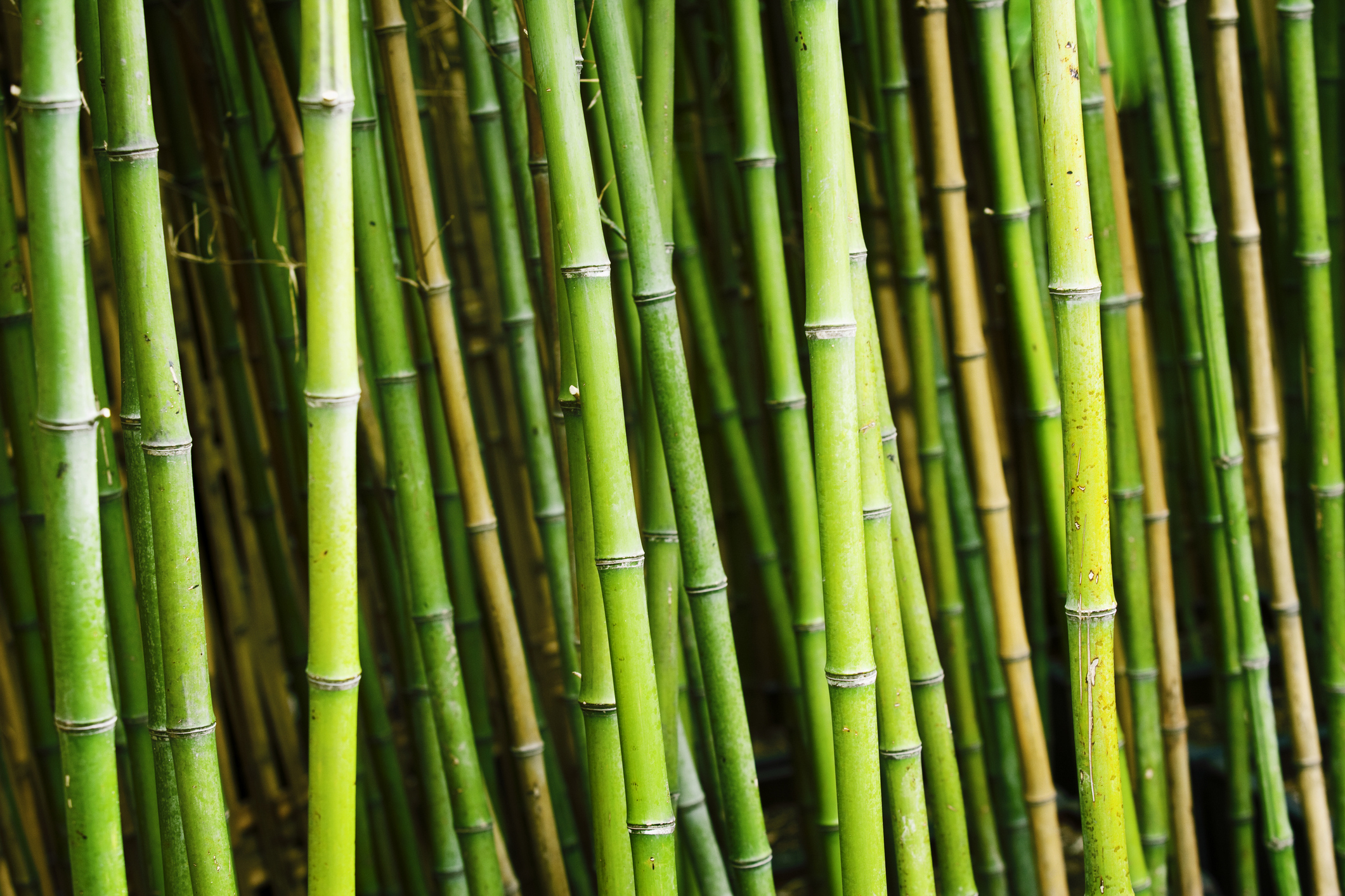 A row of tall green bamboo