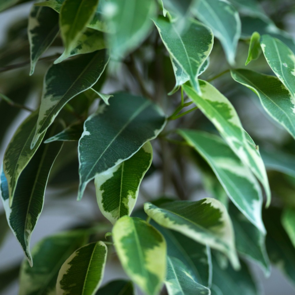 Weeping fig