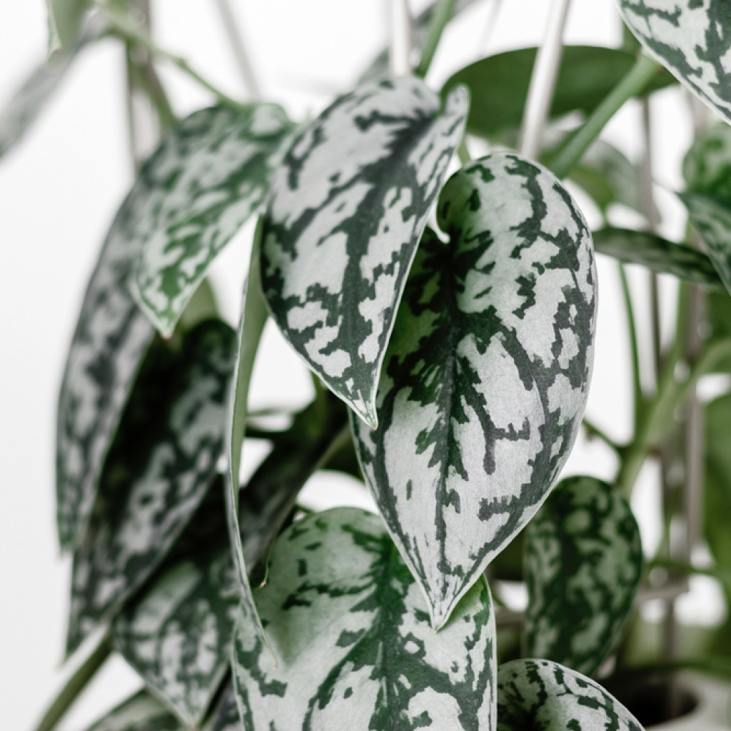 Scindapsus Pictus a white background