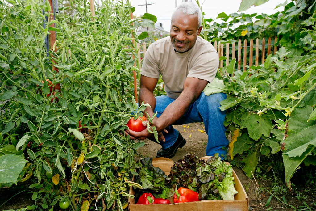 Person harvesting summer crops