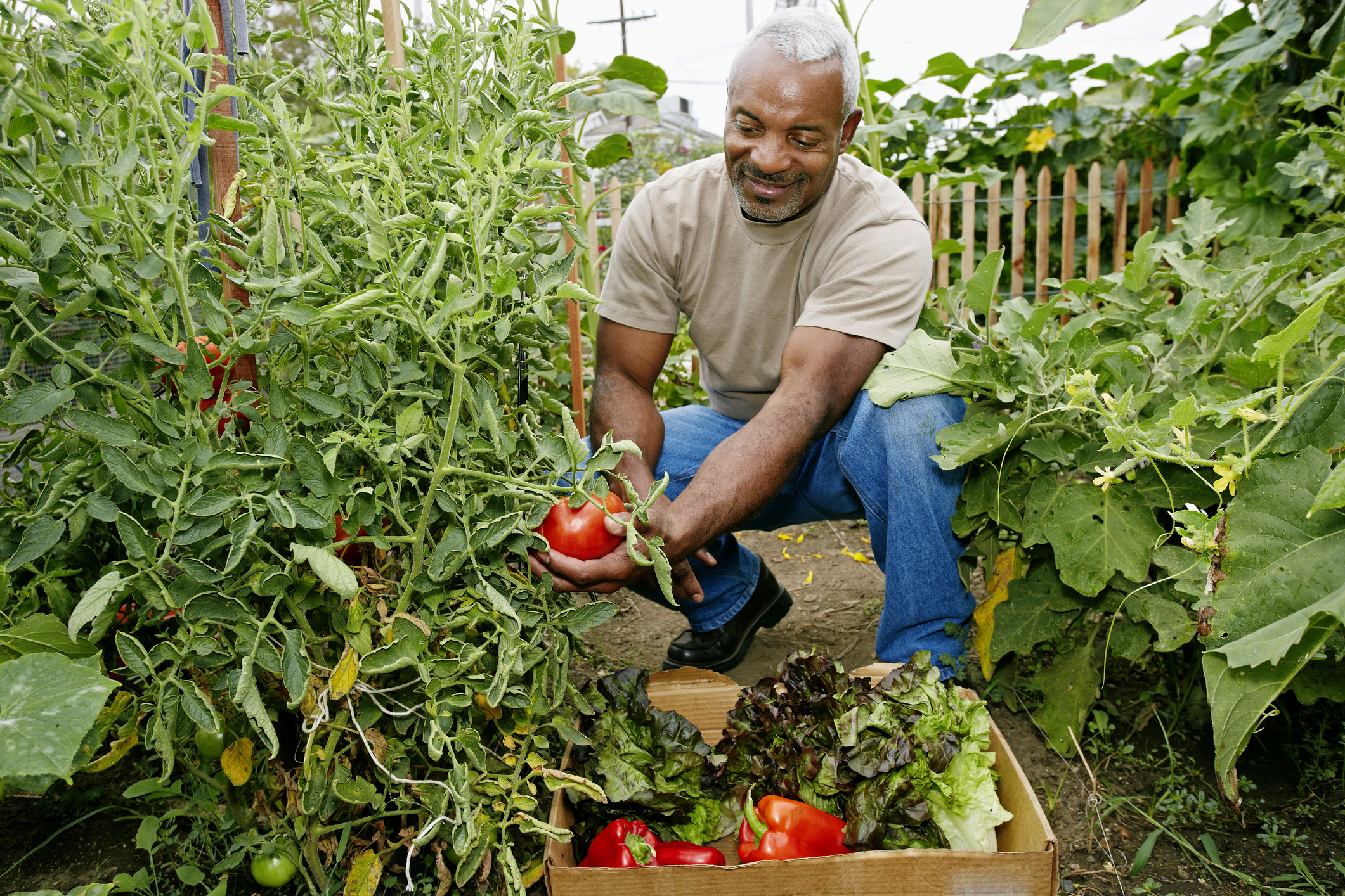 Person harvesting summer crops