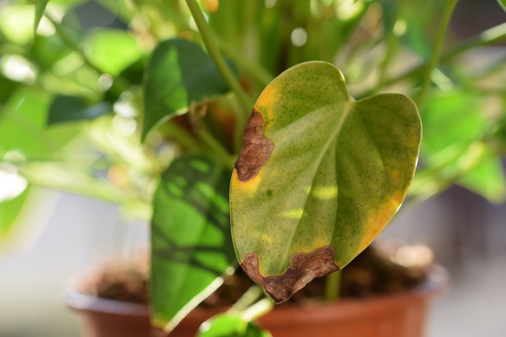 An anthurium leaf with sunburnt edges