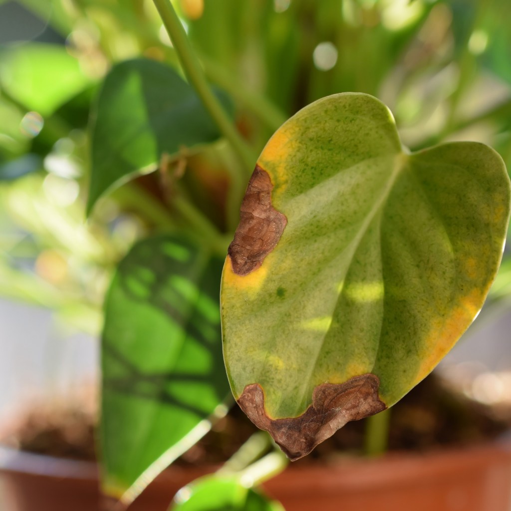 An anthurium leaf with sunburnt edges