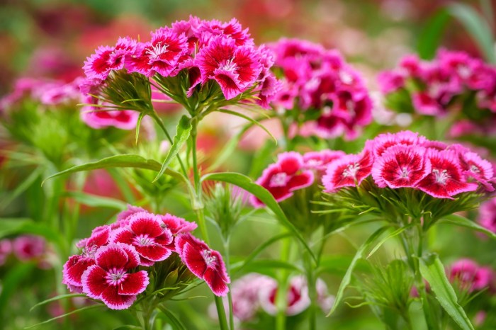 Pink and red dianthus flowers with long stems