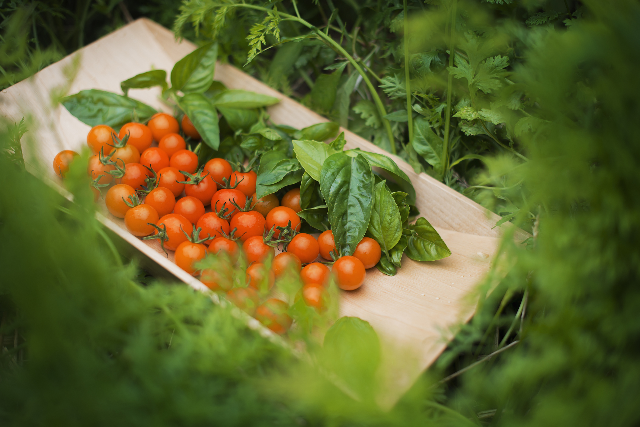  8 tasty companions for your tomatoes to help you get savory crops this summer