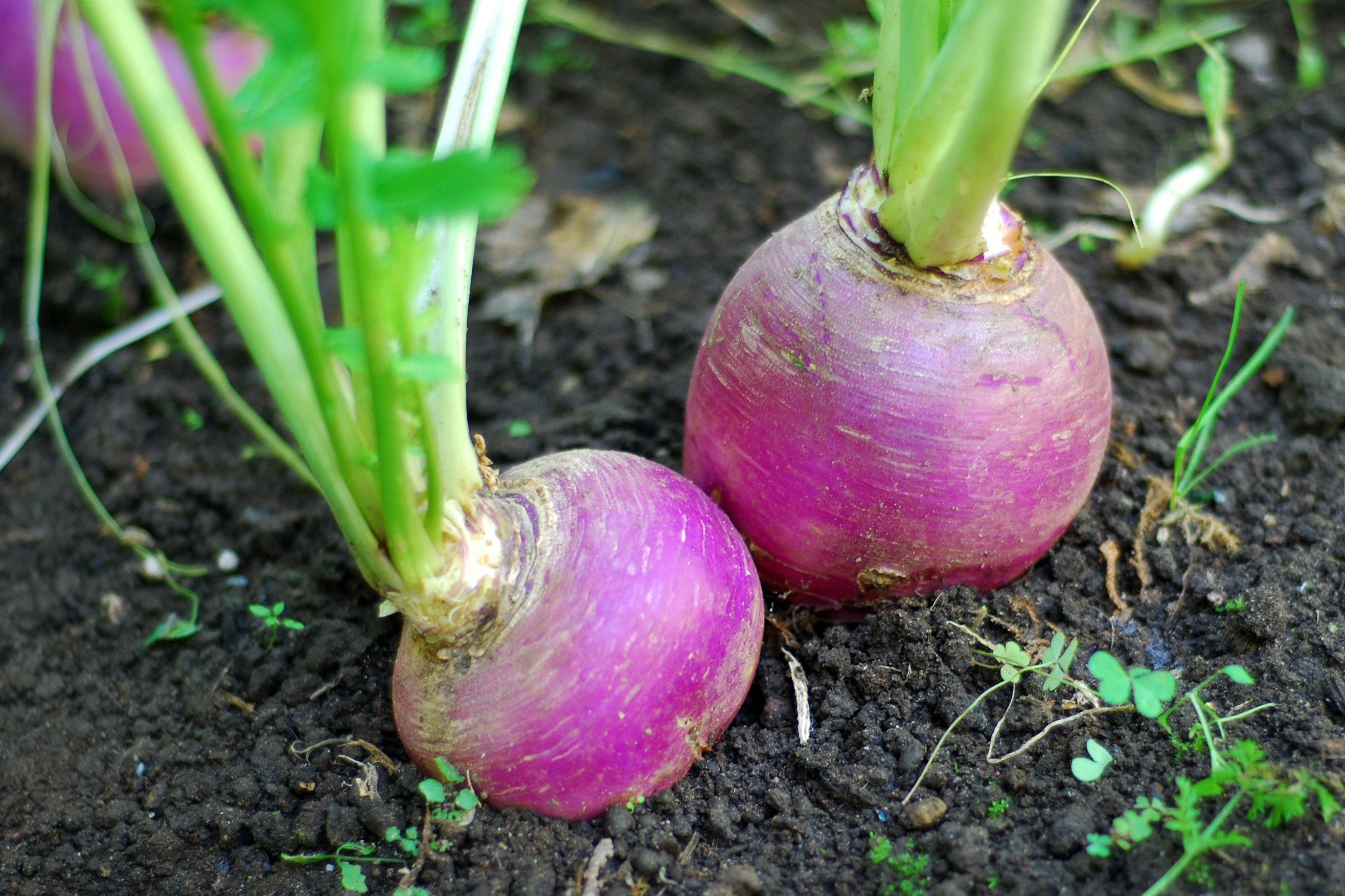 A pair of purple turnips growing in a garden