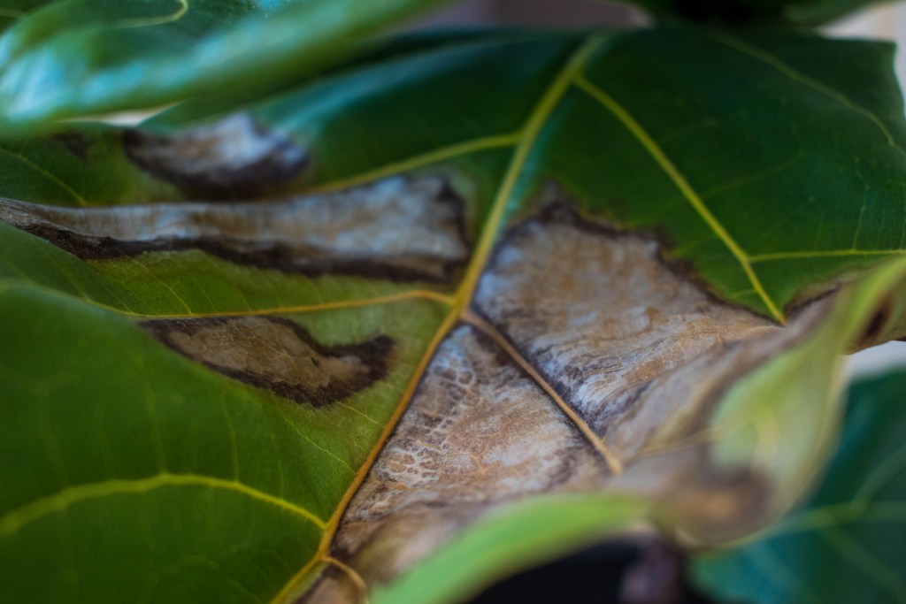 A close-up of a fiddle leaf fig leaf with brown, dry spots from being underwatered