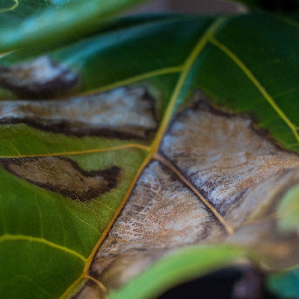 A close-up of a fiddle leaf fig leaf with brown, dry spots from being underwatered