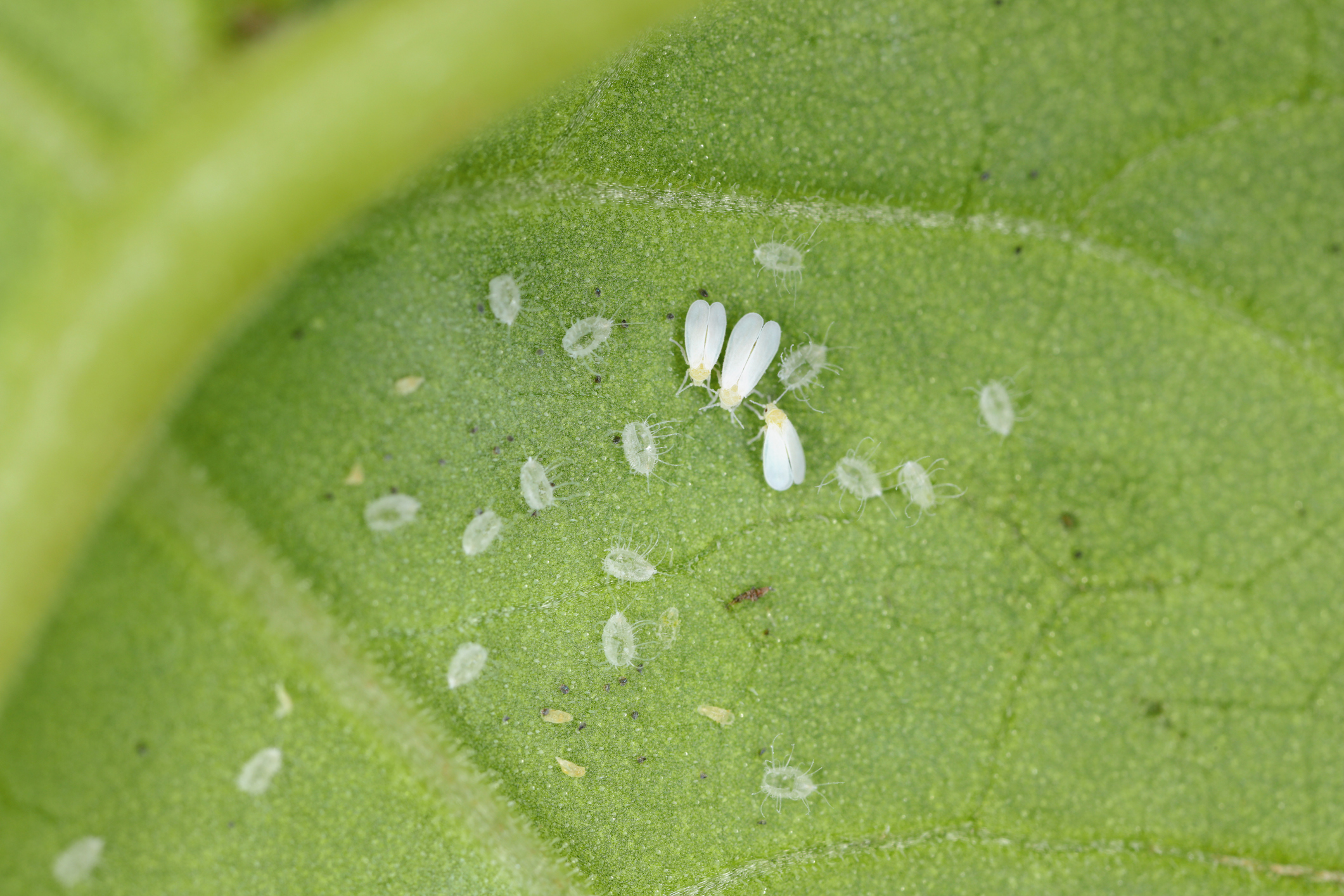 Top 20+ how to get rid of whiteflies 1 Whiteflies can suck sap from your plants - How to get rid of this nuisance
