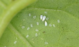 Whiteflies