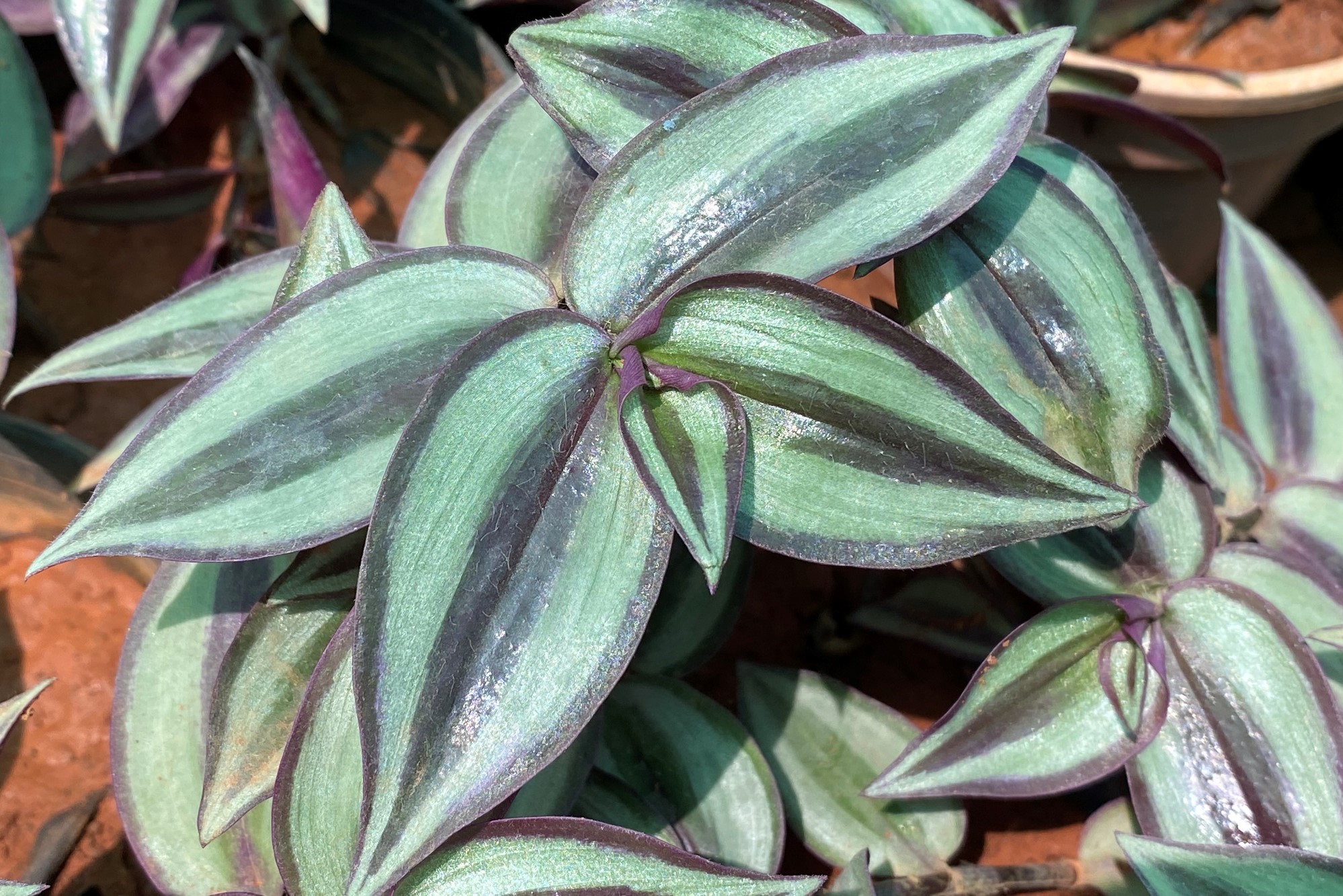 Tradescantia Zebrina Plant Care Best Practices HappySprout