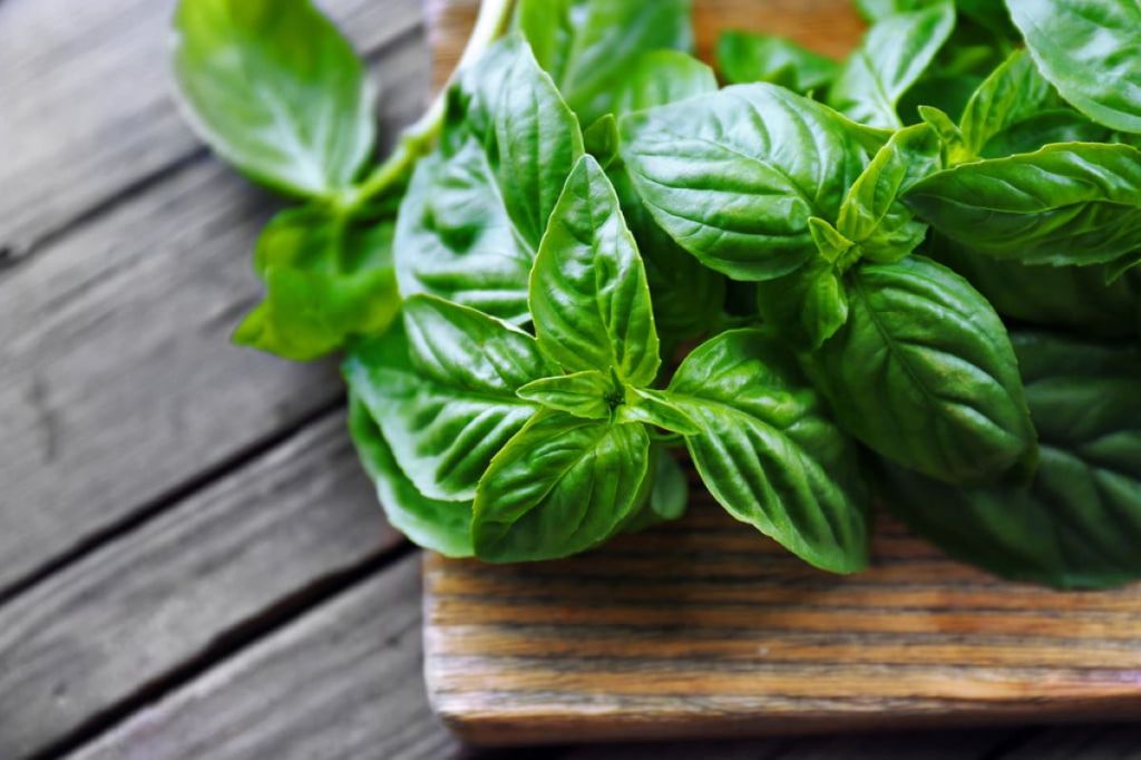 Several basil stems on a wooden cutting board