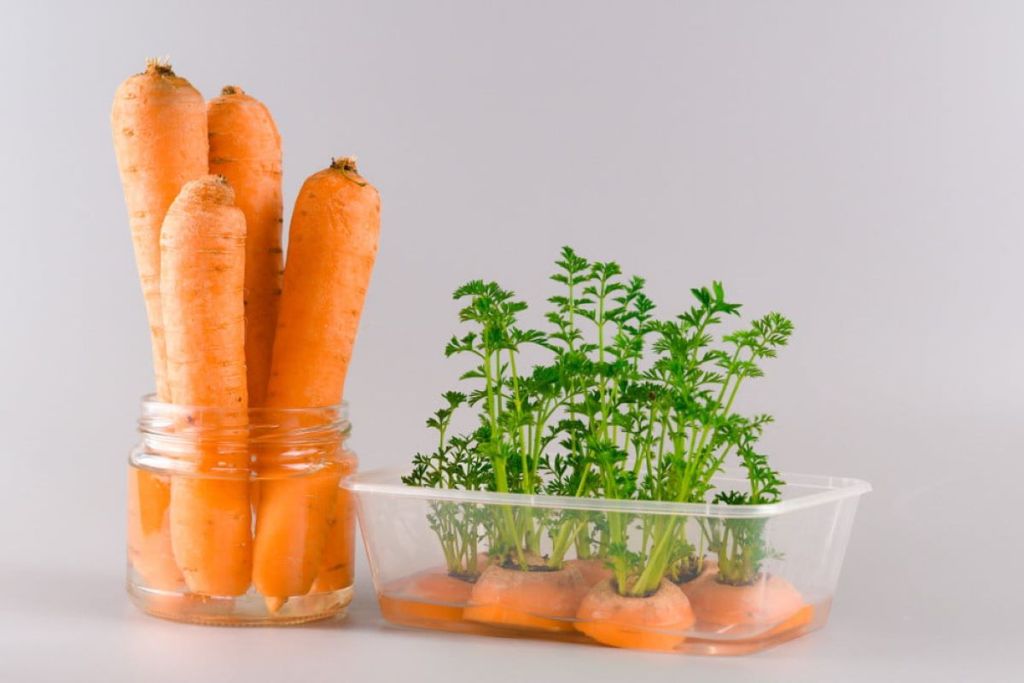Carrots and carrot tops in water