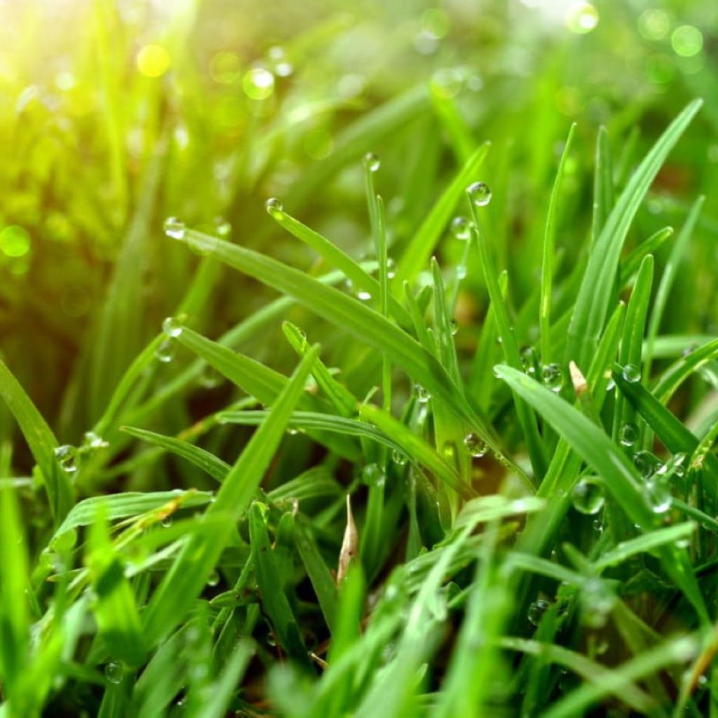 Grass with dew on it