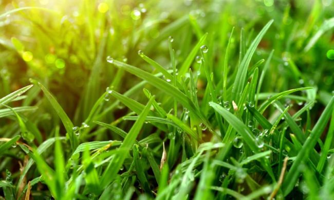 Grass with dew on it