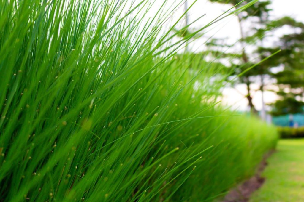 Tall, thin grass