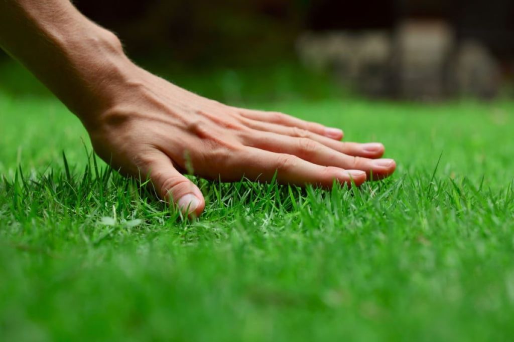 A hand touching grass