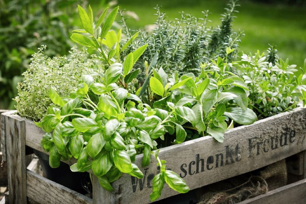 A crate full of harvested herbs