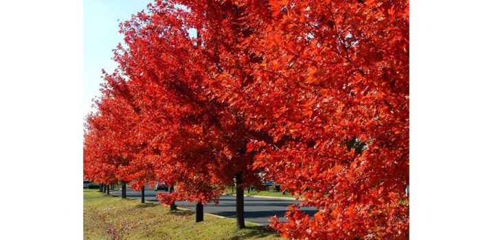 An Autumn Blaze® Red Maple Tree.