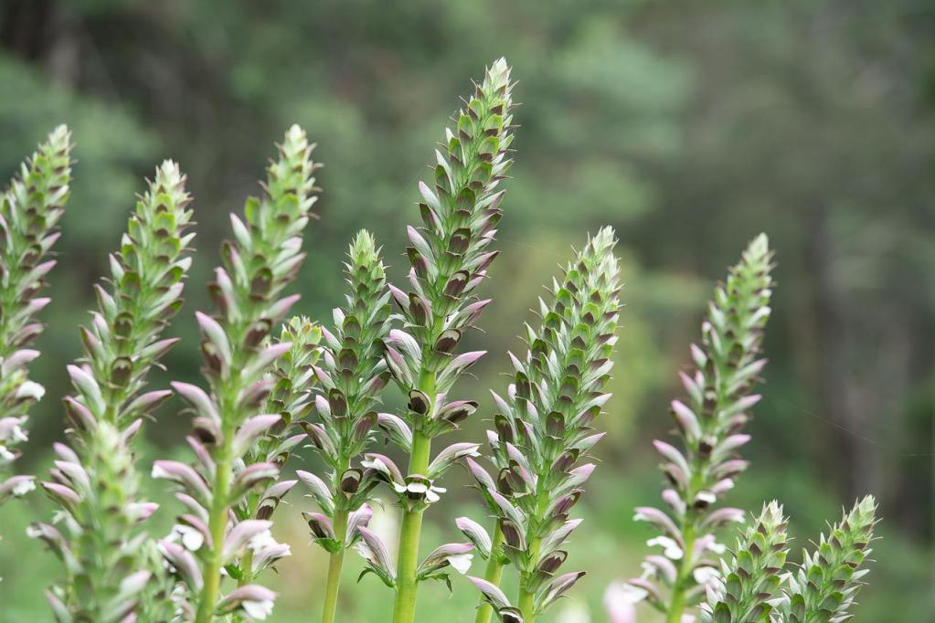 Acanthus mollis flower spikes with white flowers