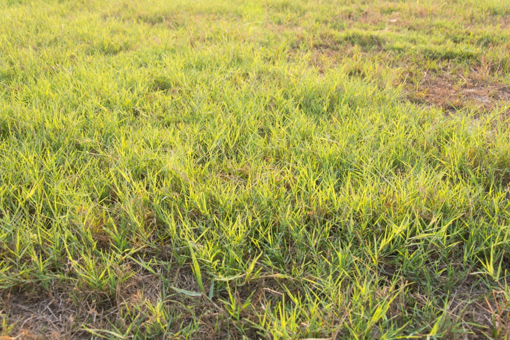 Yellow bermuda grass lawn
