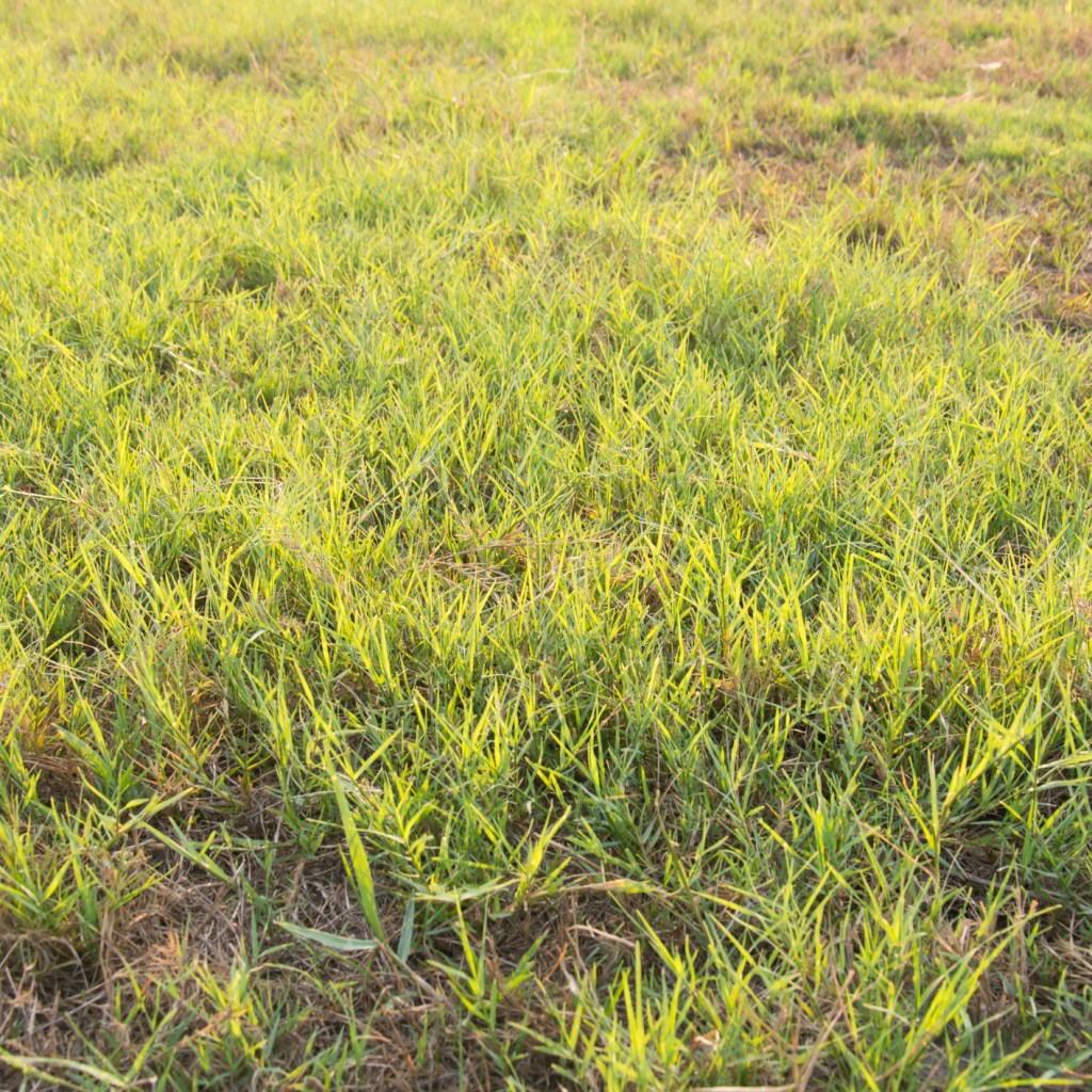 Yellow bermuda grass lawn