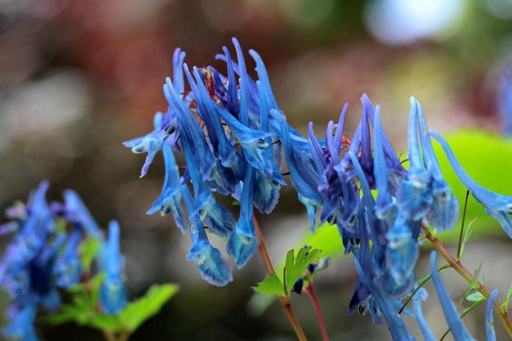Bright blue corydalis flowers