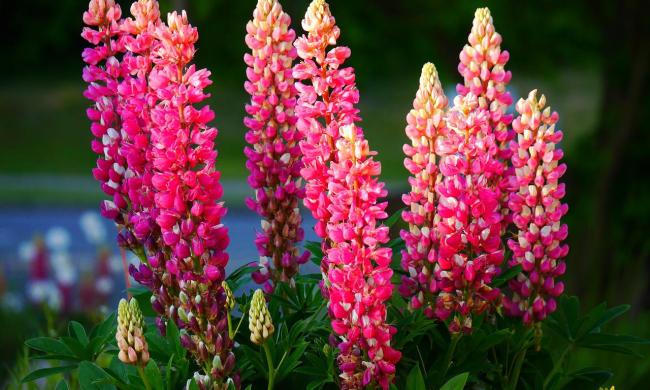Dark pink lupine flowers