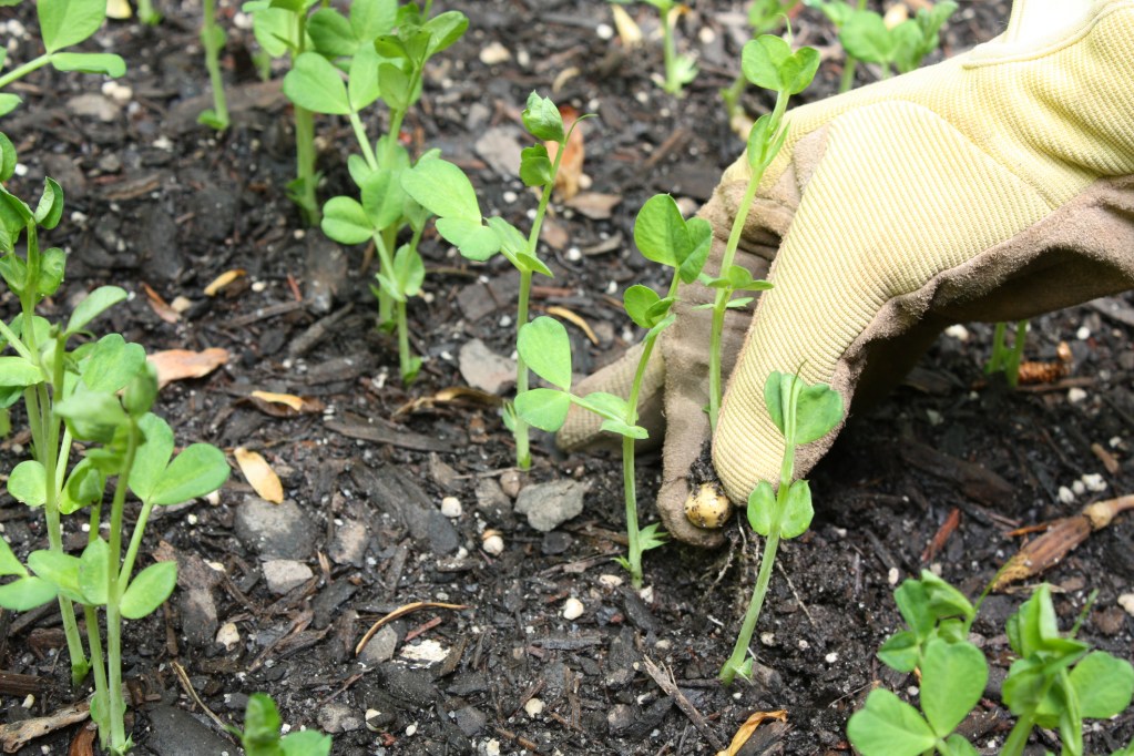 Gloved hand thinning peas