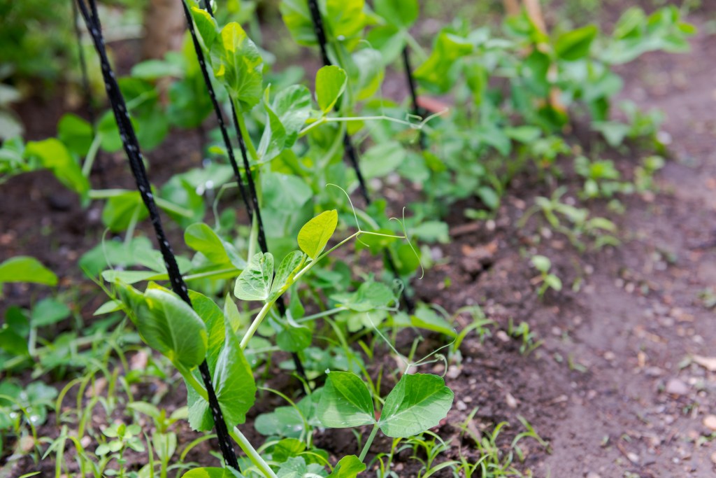 Young plants of sugar peas growing in garden bed and climbing on nylon cords