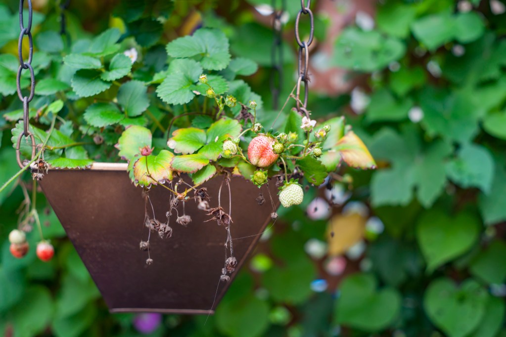 Hanging strawberry planter