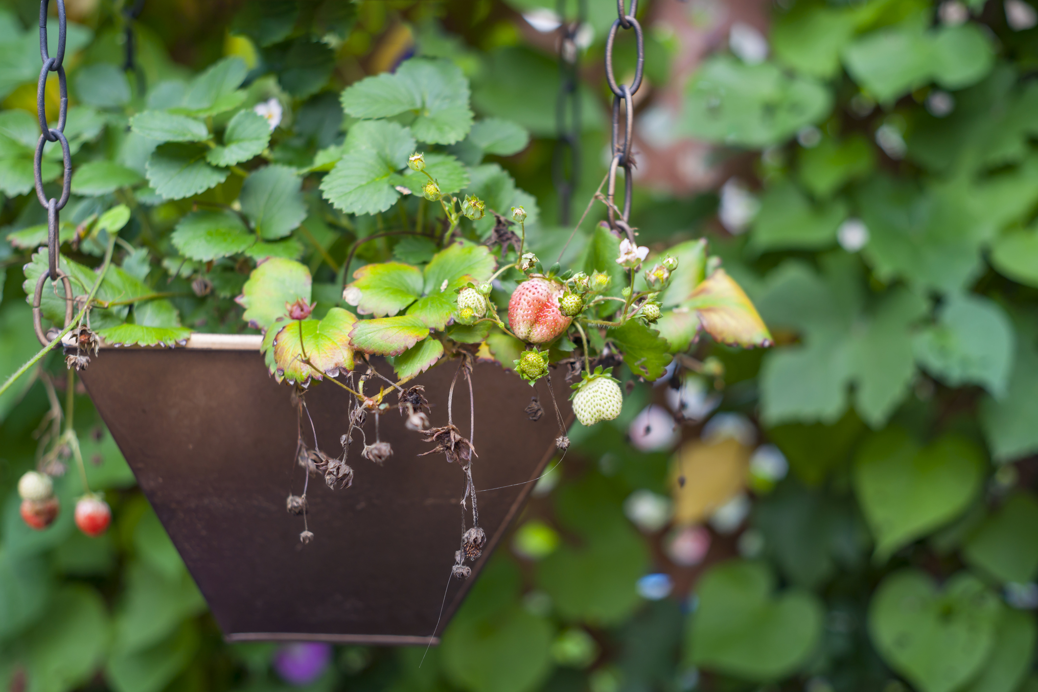 Hanging strawberry planter