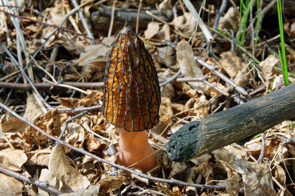 An orange morel mushroom growing in a forest