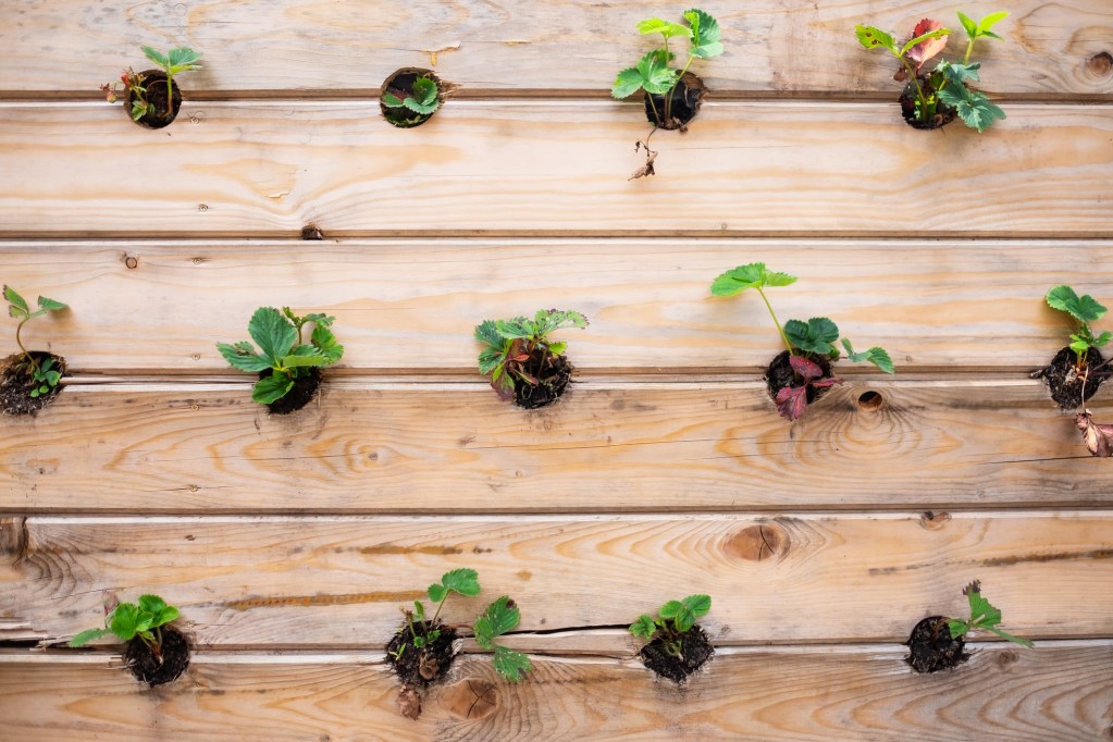 Rows of strawberry in a vertical gardenon wooden wall in a summer garden